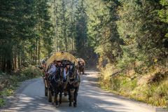 150 lat transportu konnego do Morskiego Oka