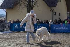 XIII Zimowa Krajowa Wystawa Polskich Owczarków Podhalańskich - 52 Góralski Karnawał 2024