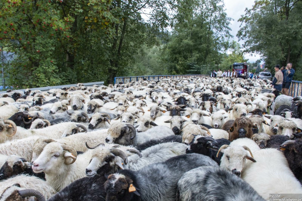 XVI Festyn Bacowski 2022 - Redyk owiec prowadzony przez Baców z Gminy Bukowina Tatrzańska