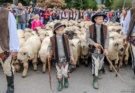 Redyk Owiec na 40. Babiogórskiej Jesieni w Zawoi