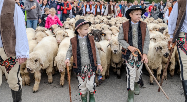 Redyk - 40 Babiogórska Jesień 2024