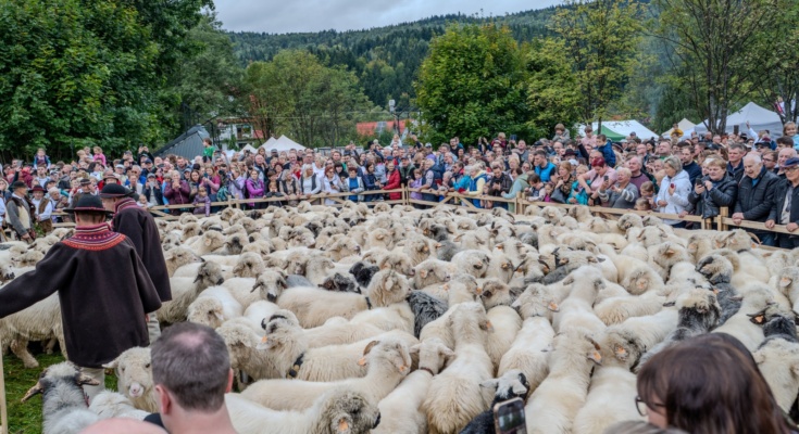 41. Babiogórska Jesień - Redyk - Zawoja 2025-09-27