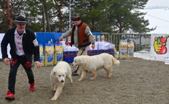54. Góralski Karnawał - XV Zimowa Krajowa Wystawa Polskich Owczarków Podhalańskich 2026-02-07