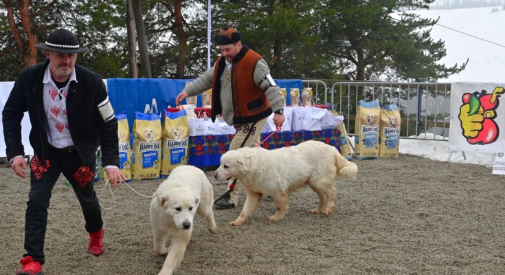 54. Góralski Karnawał - XV Zimowa Krajowa Wystawa Polskich Owczarków Podhalańskich 2026-02-07