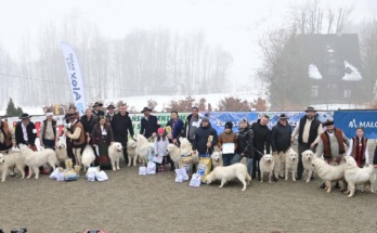 54. Góralski Karnawał - XV Zimowa Krajowa Wystawa Polskich Owczarków Podhalańskich 2026-02-07