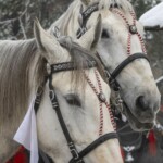 Paradny przejazd na rozpoczęcie 52 Góralskiego Karnawału 2024 Paradny przejazd na rozpoczęcie 52 Góralskiego Karnawału 2024