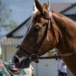 58. Sabałowe Bajania - Paradny przejazd na rozpoczęcie festiwalu 58. Sabałowe Bajania - Paradny przejazd na rozpoczęcie festiwalu