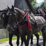 58. Sabałowe Bajania - Paradny przejazd na rozpoczęcie festiwalu 58. Sabałowe Bajania - Paradny przejazd na rozpoczęcie festiwalu