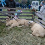 Pokazy w namiocie „Spotkanie” i Pokazy pasterskie „Na szałasie” - 40 Babiogórska Jesień 2024 Pokazy w namiocie „Spotkanie” i Pokazy pasterskie „Na szałasie” - 40 Babiogórska Jesień 2024