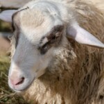 Pokazy w namiocie „Spotkanie” i Pokazy pasterskie „Na szałasie” - 40 Babiogórska Jesień 2024 Pokazy w namiocie „Spotkanie” i Pokazy pasterskie „Na szałasie” - 40 Babiogórska Jesień 2024