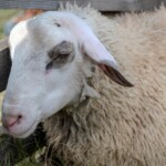 Pokazy w namiocie „Spotkanie” i Pokazy pasterskie „Na szałasie” - 40 Babiogórska Jesień 2024 Pokazy w namiocie „Spotkanie” i Pokazy pasterskie „Na szałasie” - 40 Babiogórska Jesień 2024