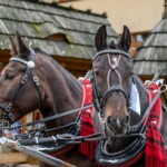 Paradny przejazd z kościoła parafialnego do BCK - obchody 100 lat teatru w Bukowinie Tatrzańskiej Paradny przejazd z kościoła parafialnego do BCK - obchody 100 lat teatru w Bukowinie Tatrzańskiej