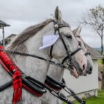 Paradny przejazd z kościoła parafialnego do BCK - obchody 100 lat teatru w Bukowinie Tatrzańskiej Paradny przejazd z kościoła parafialnego do BCK - obchody 100 lat teatru w Bukowinie Tatrzańskiej